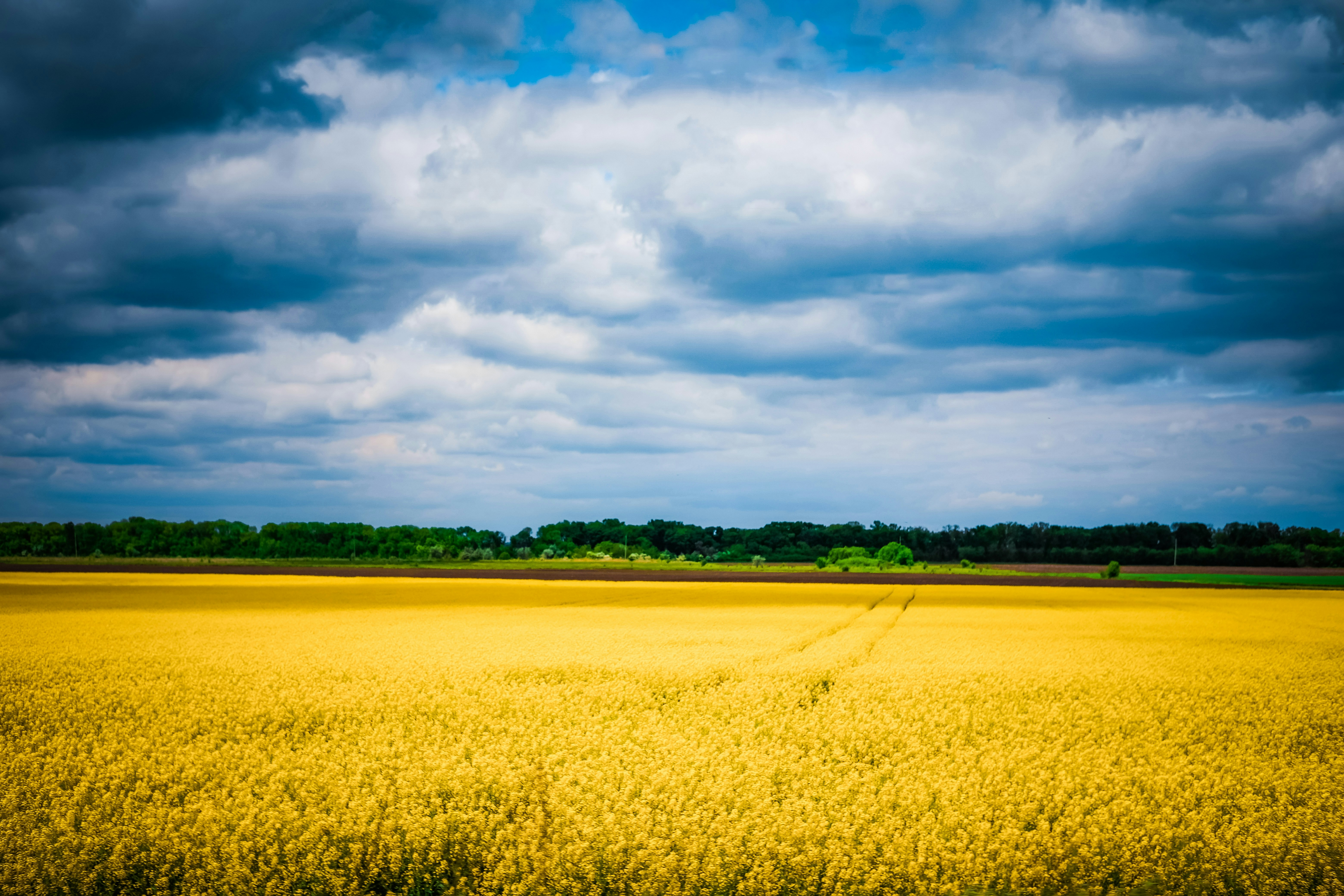 Photo of a field in Ukraine.